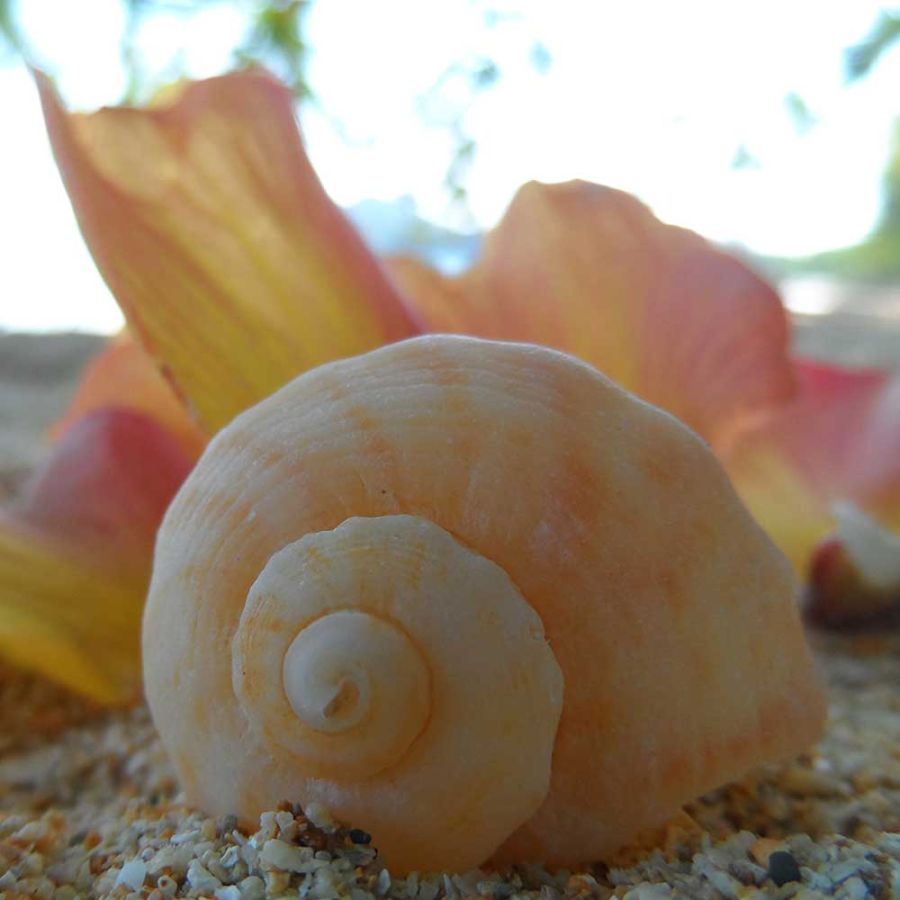 Thailand Beach Close Up